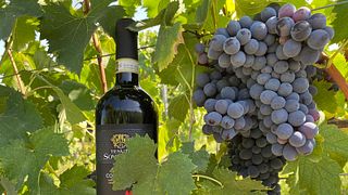 Stroll Tuscan Vines & Enjoy a Guided Tasting