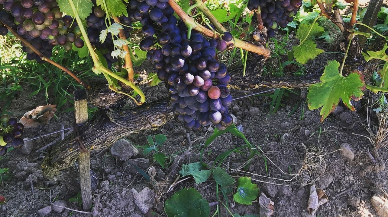 Valle del Rodano settentrionale - mezza giornata