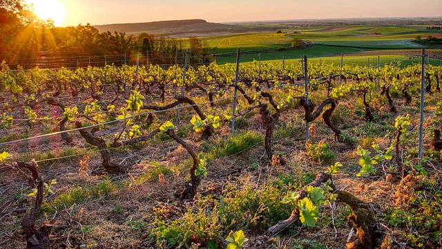 Dégustation et visite de cave au Champagne Etienne Chéré