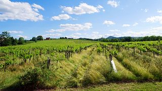 Pic Nic dans le vignoble | Lodi Corazza