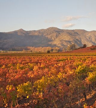 Feine Weinprobe und Tour bei Concha y Toro 
