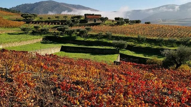 The Douro Valley Unique Experience