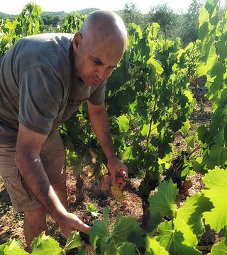 Coca I Fito Winery