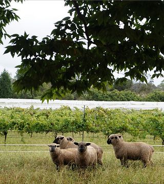 Degustação de vinhos e tour no Tractorless Vineyard