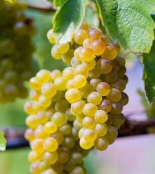 Dégustation de vins et visite de la cave Bargiela Bienati