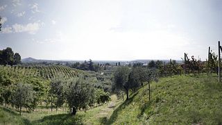 Tenuta Baron Winery