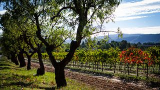 Catalan Cava & Vineyard Tour at Bohigas