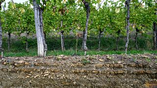Degustazione di vini Zalatel e tour della cantina a Goriška Brda