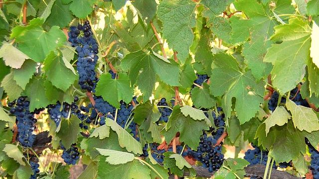 Ulupna Winery