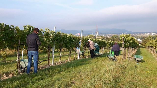 Dégustation de vins et visite au Weingut DI Johanes Stuttner