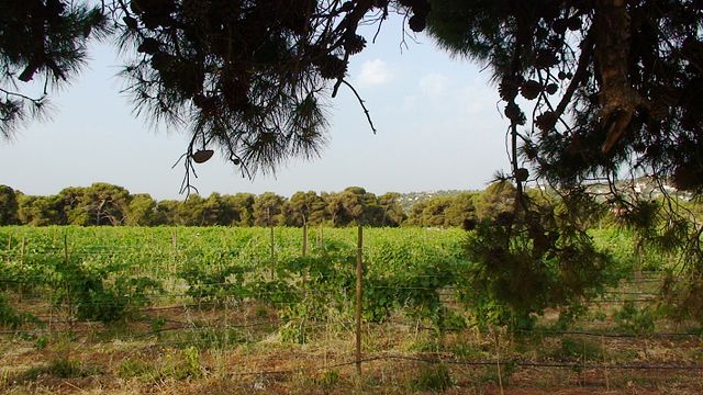 Georgas Family Winery