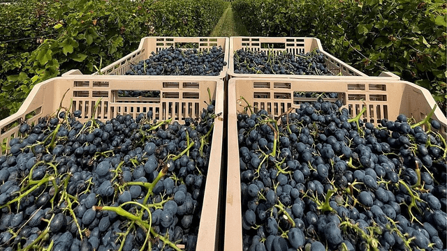 Visite et dégustation à Valpolicella dans une cave à vin 