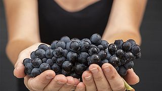 Vinprovning och rundtur på Domaine du Crêt de Bine