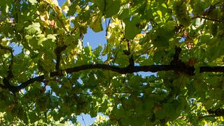 Cata de Vinos Monovarietales | Quinta de las Arcas