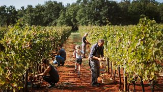 Pilato Winery