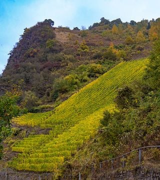 Paul Knod Winery