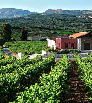 La experiencia de cata de vinos en copa