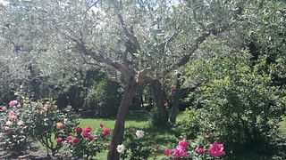 Degustazione di vino e olio d'oliva al Colle del Saraceno