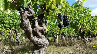 Loire Valley Wine Journey: Vineyard & Cellar Discovery