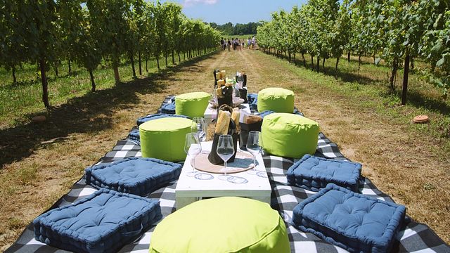 Pique-nique dans les vignobles du Piémont
