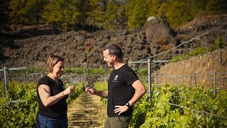 Passeio pela vinícola Mountain Vineyard em Arafo e degustação de vinhos orgânicos.