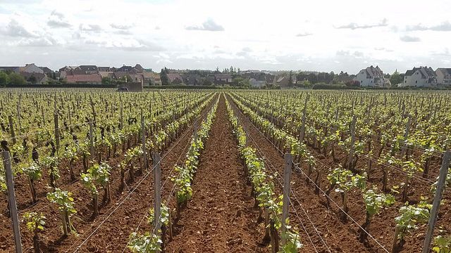 Domaine Besancenot