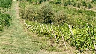 Dégustation de vins à l'Azienda Agricola Fratelli Ferrari