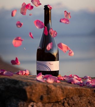 Vinprovning och rundtur på Domaine La Colombe