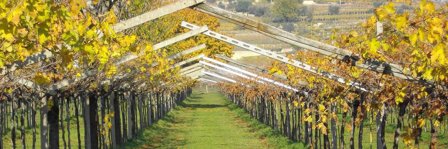 Tenute-fasoli-lorena-vineyard-rows-2048x1536
