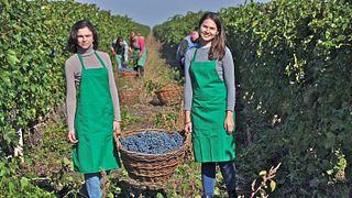 Degustazione di vini e tour a Vinaria Din Vale