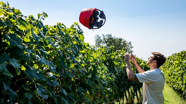 Tenuta La Cà: A Modern Winery in Veneto