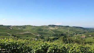 Weinprobe und Führung in der Azienda Agricola Rinaldi Vini