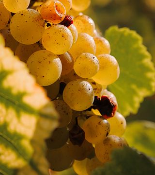 Normandy Terroir & Vineyard Tour at Arpents Du Soleil