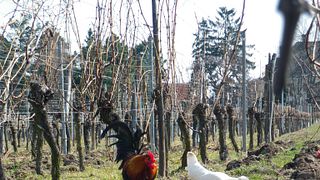Biodynamisk vinprovning och rundtur på Etienne Simonis