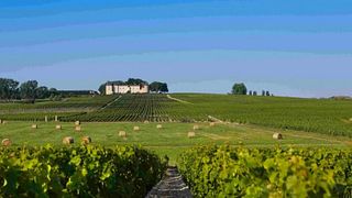 Degustação de vinhos e visita aos vinhedos no Château Bardins