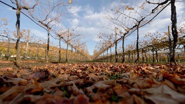 Almoço Gourmet Light | Tour de vinhos na Farina Wines