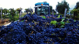 Weinprobe und Führung bei Fattorie Giannozzi SS