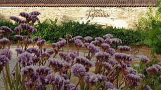 O Programa Vindima na Quinta do Infantado