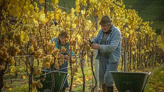 Weinverkostung und Führung bei Weinrieder