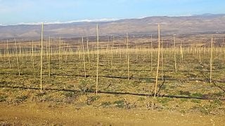 Degustação de vinhos e jantar na adega Kapito