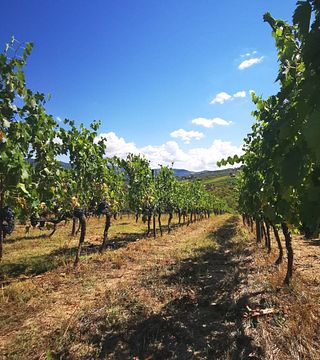 Dégustation de vins et visite à Conti Capponi - Villa Calcinaia