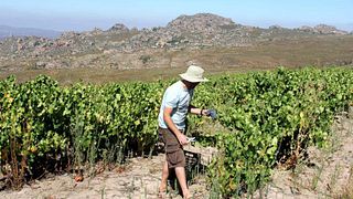 Degustação de vinhos e passeio em Tierhoek