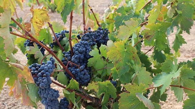 Catalonia Organic Vineyard Tour & Wine Tasting