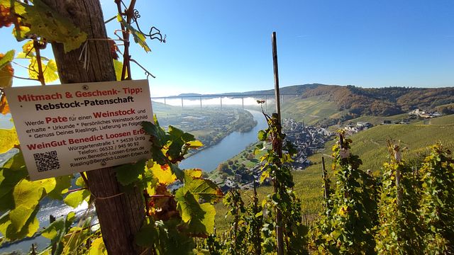 Degustazione di vini presso il WeinGut WeinGut Benedict Loosen Erben
