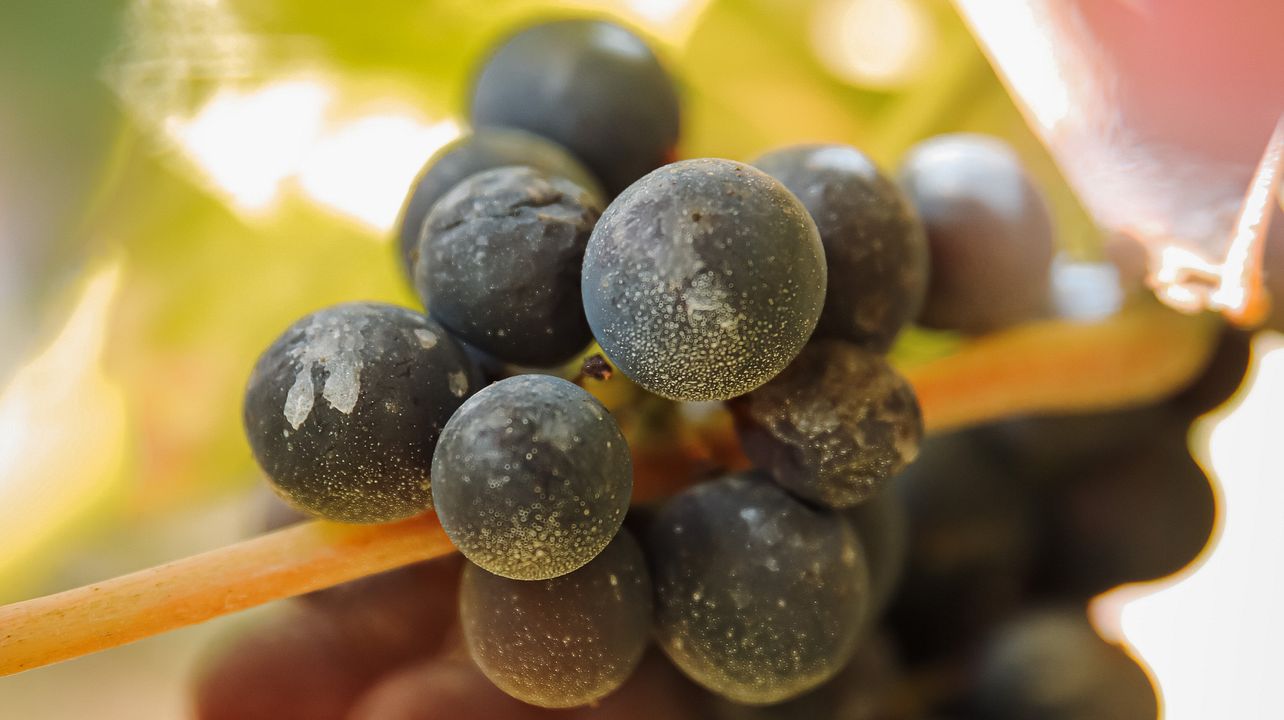 Domaine des Coeuriots