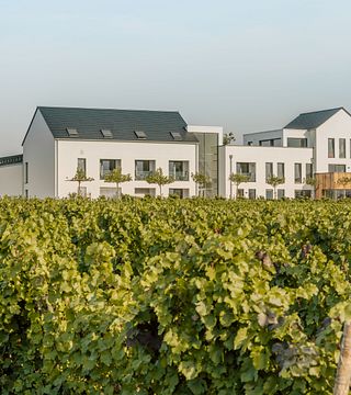 Pequena degustação de vinhos (6 vinhos)