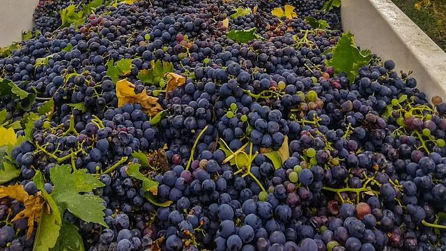 Tenuta Arabona