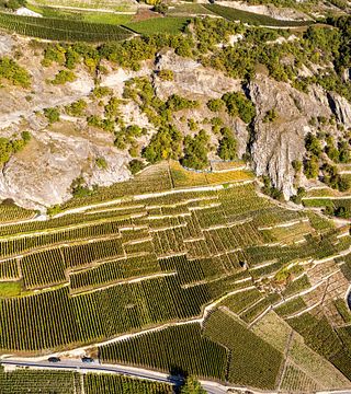 Tour vallesano con aperitivo e degustazione di vini al Domaine Jean-René Germanier