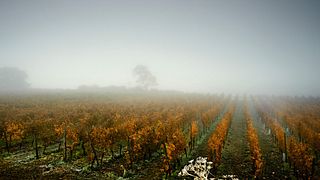 Weinprobe und Führung im Weingut Dreissigacker