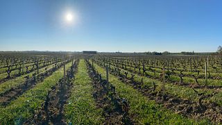 Bordeaux Biodynamic Wine Tour & Tasting at Château Doyac